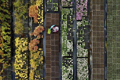 Vista aérea de un vivero donde un agricultor clasifica plantas en macetas, la ciudad china de Taoyuan.