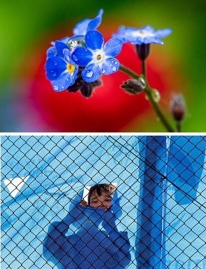Detalle de una flor conocida como "no me olvides" en un jardín de Fráncfort, Alemania. / Un niño en el campo de refugiados de Schisto en Atenas, Grecia.