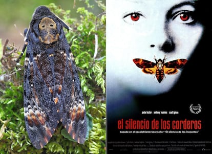 A la izquierda, una polilla 'Acherontia atropos' en España. A la derecha, el cartel de la película 'El silencio de los corderos', donde se usó una especie muy parecida de Asia, 'Acherontia lachesis', y se retocó la calavera para que se viera más.