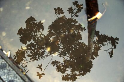 Reflejo de un árbol en un charco de una calle madrileña. El tipo de lluvia más común en España es la lluvia frontal, las producidas a partir del contacto con una masa de aire caliente con otra de aire frío. Se dan en otoño y en invierno y están asociadas a borrascas.