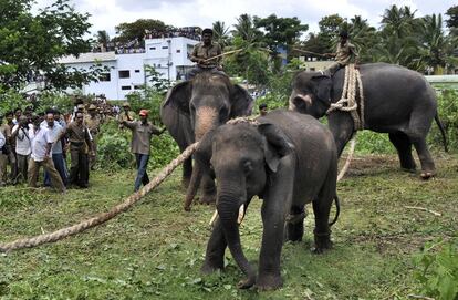 Uno de los elefantes, fuertemente atado, es conducido fuera de la localidad de Mysore. Los dos ejemplares procedan de un rea forestal situada a 35 kilmetros.