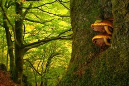 Bosque de Muniellos, dentro del Parque Natural de las Fuentes del Narcea, en Asturias.