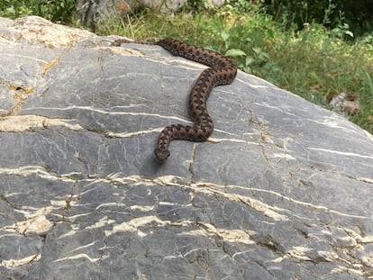 Una víbora áspid retratada en la Cerdaña.