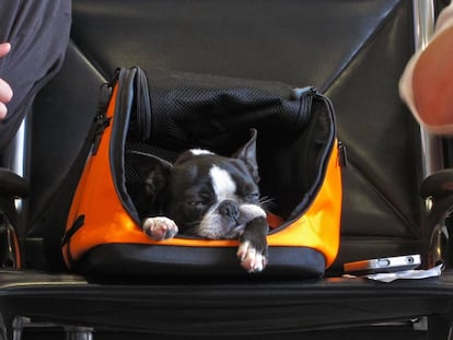 En avión, coche, tren... 14 accesorios (imprescindibles) para viajar con tu perro