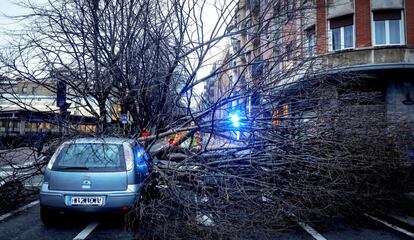 Un coche bajo las ramas de un árbol caído a causa del viento, este viernes, en San Sebastián.