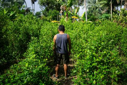 Los cultivos de coca se están expandiendo en tamaño y número en la Amazonía, en Loreto, Perú.