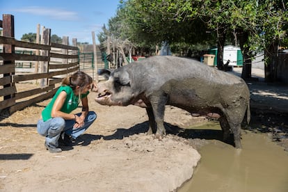 Laura Luengo, responsable de un refugio para animales de granja maltratados en instalaciones ganaderas, posa con un cerdo que está siendo tratado en su centro, el 15 de julio.