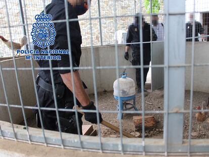 La red tenía los gallos escondidos en un chalé de Valencia.