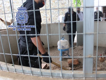 La red tenía los gallos escondidos en un chalé de Valencia.