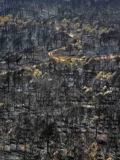 Los bomberos lo hab&iacute;an advertido repetidamente: si dejan crecer la maleza, en cuanto haya sequ&iacute;a, cualquier chispa la incendiar&aacute;.