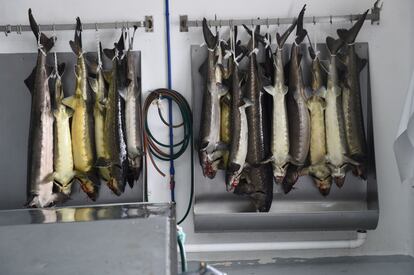 Sturgeons ready to be open at the sturgeon farm in Baygorria, 270km north of Montevideo, on August 31, 2016.
A Uruguayan firm, "Esturiones del Rio Negro", produces and exports since 2000 caviar under the brand "Black River Caviar", an atypical product from a country traditionally known as a beef exporter. / AFP PHOTO / MIGUEL ROJO