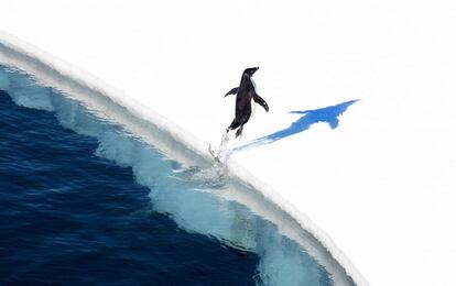 La mayor reserva marina del mundo destinada a proteger el desierto virgen de la Antártida se creará después de un acuerdo trascendental finalmente adoptado el 28 de octubre de 2016. En la imagen, un pingüino adelie saltando sobre el hielo en el Mar de Ross en la Antártida.