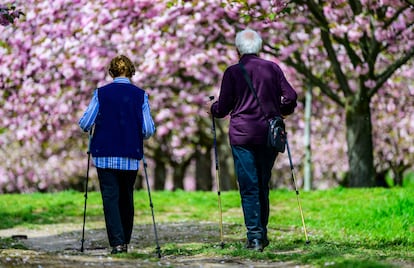 A couple walks under cherry blossom trees in the German city of Teltow, on May 4, 2023.