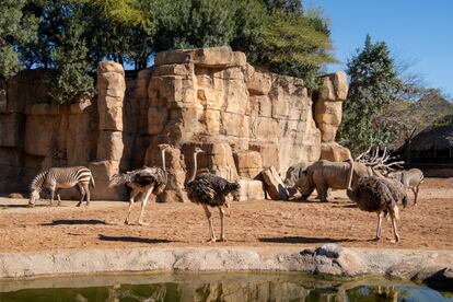 En recintos multiespecie conviven diversos ejemplares en su hábitat, respetuosamente recreado. Y sin barreras visuales.