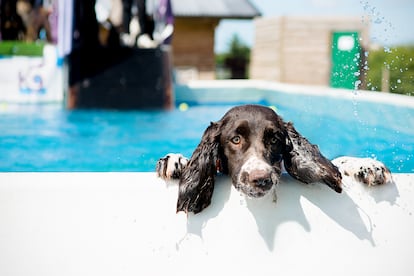 A dog doing its best to survive the heat.