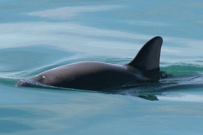 Un ejemplar de vaquita marina en el Alto Golfo de California