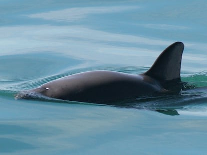 Un ejemplar de vaquita marina en el Alto Golfo de California, en una imagen de archivo.