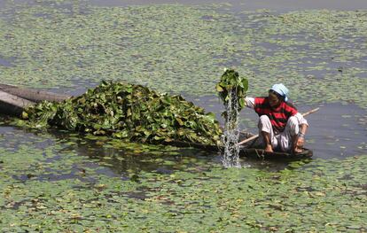 Una mujer recoge loto en una embarcación para alimentar su ganado en el lago Dal, en Srinagar, capital de verano de la Cachemira india.