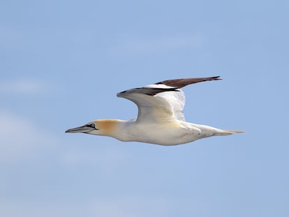 El cabo de Fisterra (A Coruña) es punto de paso en la ruta migratoria de numerosas aves marinas, como el alcatraz común.