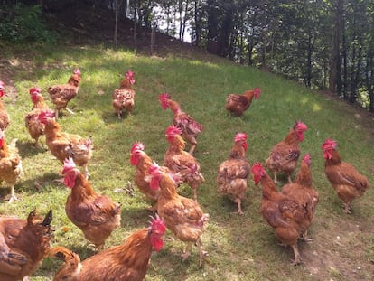 Pitos al aire libre, en una foto proporcionada por los propietarios de Pitu de Caleya Sierra del Aramo.