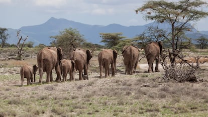 Más del 70% de los elefantes africanos que quedan se concentran en los países del sur de África, en particular Botsuana y Zimbabue.