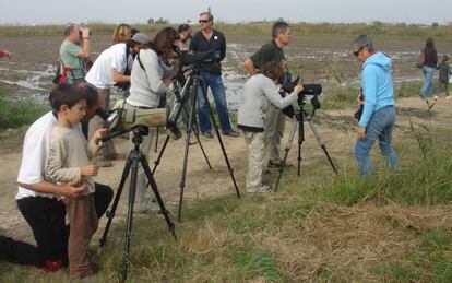 Observación de aves en el delta del Ebro, en Tarragona.