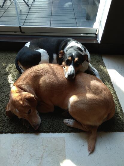 'Leo', en primer plano, y 'Bruno', tumbados en su alfombra, durante uno de los dias de confinamiento.