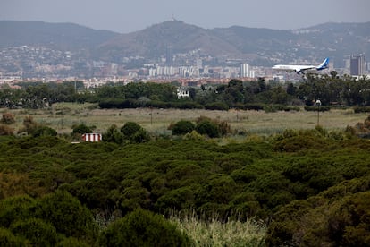 Un avión se dispone a aterrizar en el aeropuerto de El Prat sobrevolando la pinada de La Ricarda, en una imagen reciente.