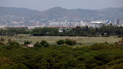 Un avión se dispone a aterrizar en el aeropuerto de El Prat sobrevolando la pinada de La Ricarda, en una imagen reciente.