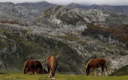 Caballos en los Lagos de Covadonga, en los Picos de Europa.