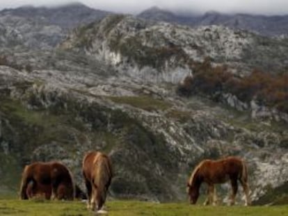 Caballos en los Lagos de Covadonga, en los Picos de Europa.