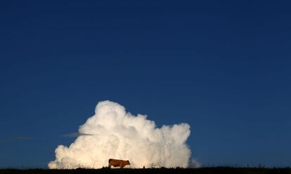 A siluetas de la pantorrilla contra las nubes de cúmulo que aparecen en el cielo detrás de un prado en Echerschwang, el sur de Alemania, el 8 de 2014. AFP PHOTO / DPA / KARL-JOSEF HILDENBRAND / GERMANY OUT septiembre