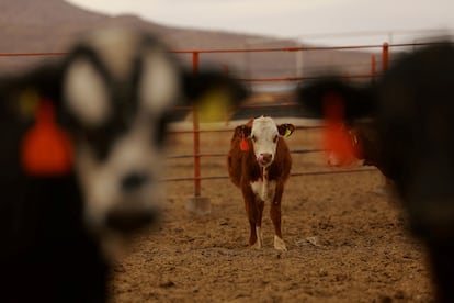 Ganado en espera de ser exportado a Estados Unidos tras la suspensión de importaciones por la detección de gusano barrenador en el sur de México, en mayo pasado en Chihuahua.