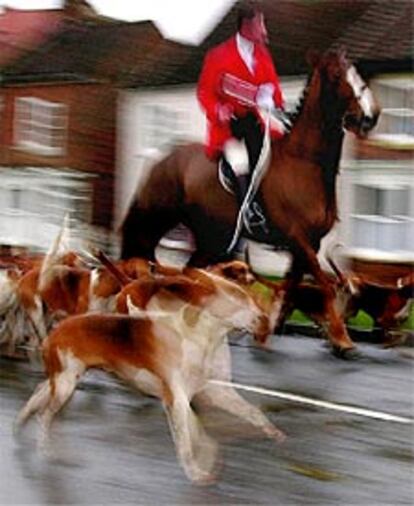 Una jauría de perros y un jinete, a la caza del zorro.