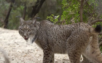 Un ejemplar de lince ibérico, en una imagen de archivo.