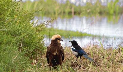 Un aguilucho lagunero junto a una urraca.