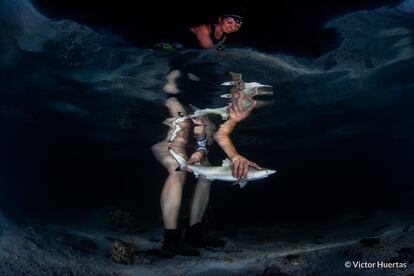 In this finalist in the Protecting our Planet category, Professor Joddie Rummer of James Cook University (Australia) is seen releasing a baby blacktip reef shark ('Carcharhinus melanopterus') in Moorea (French Polynesia). These animals usually live in shallow areas and are highly exposed to rising temperatures and decreasing oxygen. These conditions cause changes in the sharks' physiognomy, but the youngest sharks are exceptionally resilient, suggesting to scientists that they will be able to adapt to the warming of the ocean.