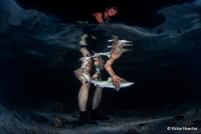 En la imagen finalista de la categoría Protegiendo nuestro planeta, se ve a la profesora Joddie Rummer, de la Universidad James Cook (Australia), liberando a un tiburón de arrecife de punta negra ('Carcharhinus melanopterus') recién nacido en Moorea (Polinesia Francesa). Estos animales suelen vivir en áreas poco profundas y están muy expuestos al aumento de las temperaturas y la disminución de oxígeno. Estas condiciones provocan cambios en la fisionomía de los tiburones, pero los más jóvenes se resisten de forma excepcional, lo que sugiere a los científicos que podrán adaptarse al calentamiento del océano.