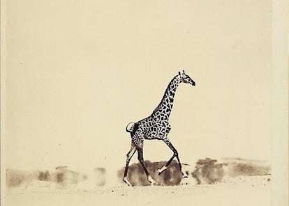 ‘Running giraffe’, de Peter Beard. Perteneció a la cuñada de JFK. Se subastó por un dineral (54.000 euros).