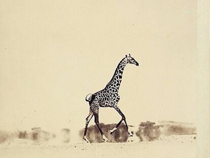 ‘Running giraffe’, de Peter Beard. Perteneció a la cuñada de JFK. Se subastó por un dineral (54.000 euros).