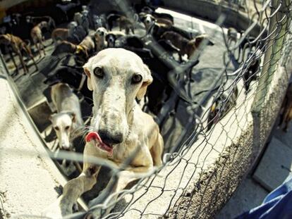 Un galgo de la asociación protectora de animales Las Nieves, en Navalcarnero.