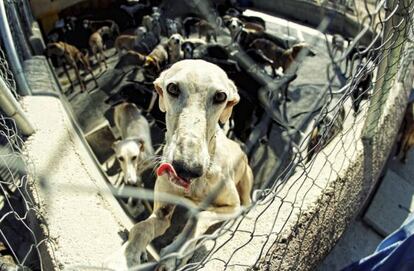 Un galgo de la asociación protectora de animales Las Nieves, en Navalcarnero.