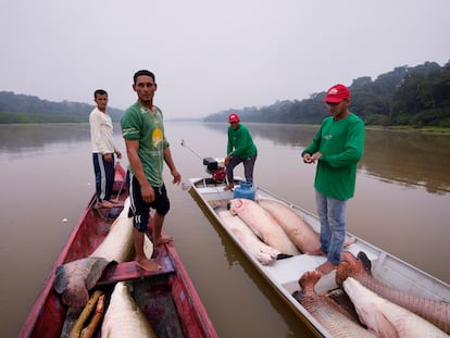 Pescadores acercan dos botes para pasar los peces pirarucús de la canoa de remos en que fueron pescados al bote motorizado, que los transportará a un barco de procesamiento, en Carauari (Brasil).