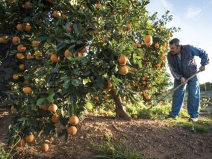 Las organizaciones agrarias culpan al acuerdo comercial entre la UE y Sudáfrica de la caída de los precios