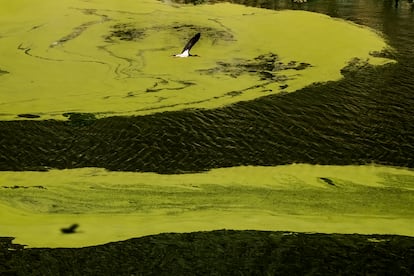 Ejemplar de cigüeña negra sobrevolando las aguas empantanadas del río Tajo durante su recorrido por el Parque Nacional de Monfragüe.