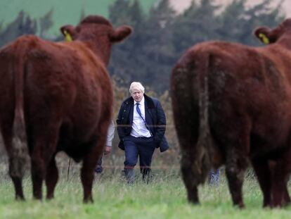 El primer ministro británico Boris Johnson pasea por una granja cerca de Aberdeen, Escocia. 