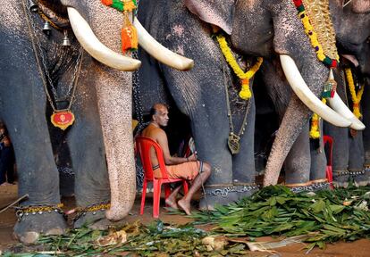 Un 'mahout' se sienta entre elefantes que participan en las celebraciones del festival anual de la cosecha de Onam, en un templo a las afueras de Kochi (India).