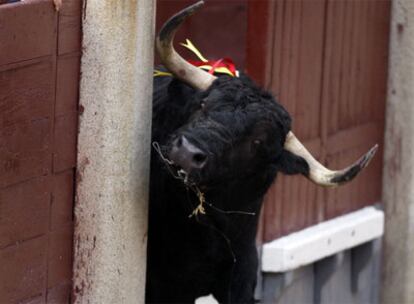 El quinto toro de la tarde, <i>Panderetón,</i> sale del callejón al que había saltado momentos antes.