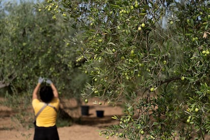 Recolección de aceitunas en un olivar en Sevilla.