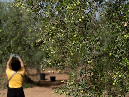 Recolección de aceitunas en un olivar en Sevilla.